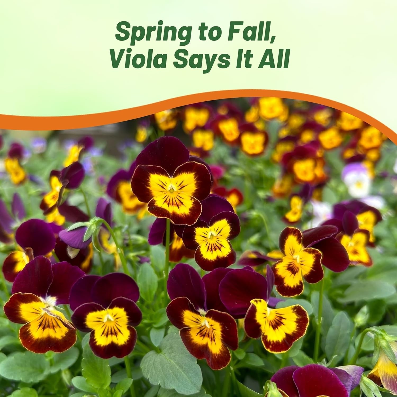 1000 Seeds Viola Seeds – Viola Bambini Mix Flower Seeds