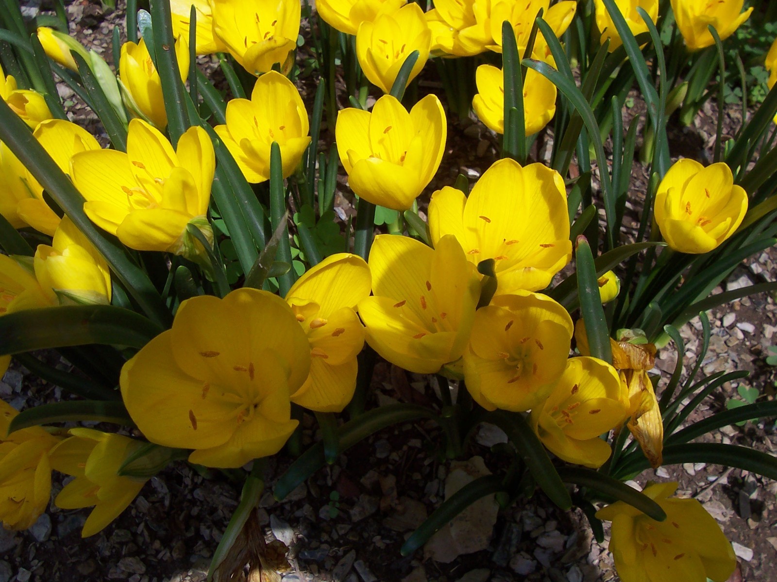 10 LARGE Fall Blooming Crocus Bulbs Autumn Daffodil Sternbergia Lutea Live Plant