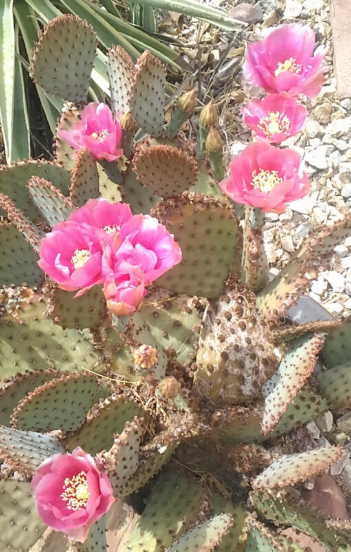 Opuntia basilaris x Santa Rita = Beaverita Pink Fruit and Flowers Cactus 1 Pad