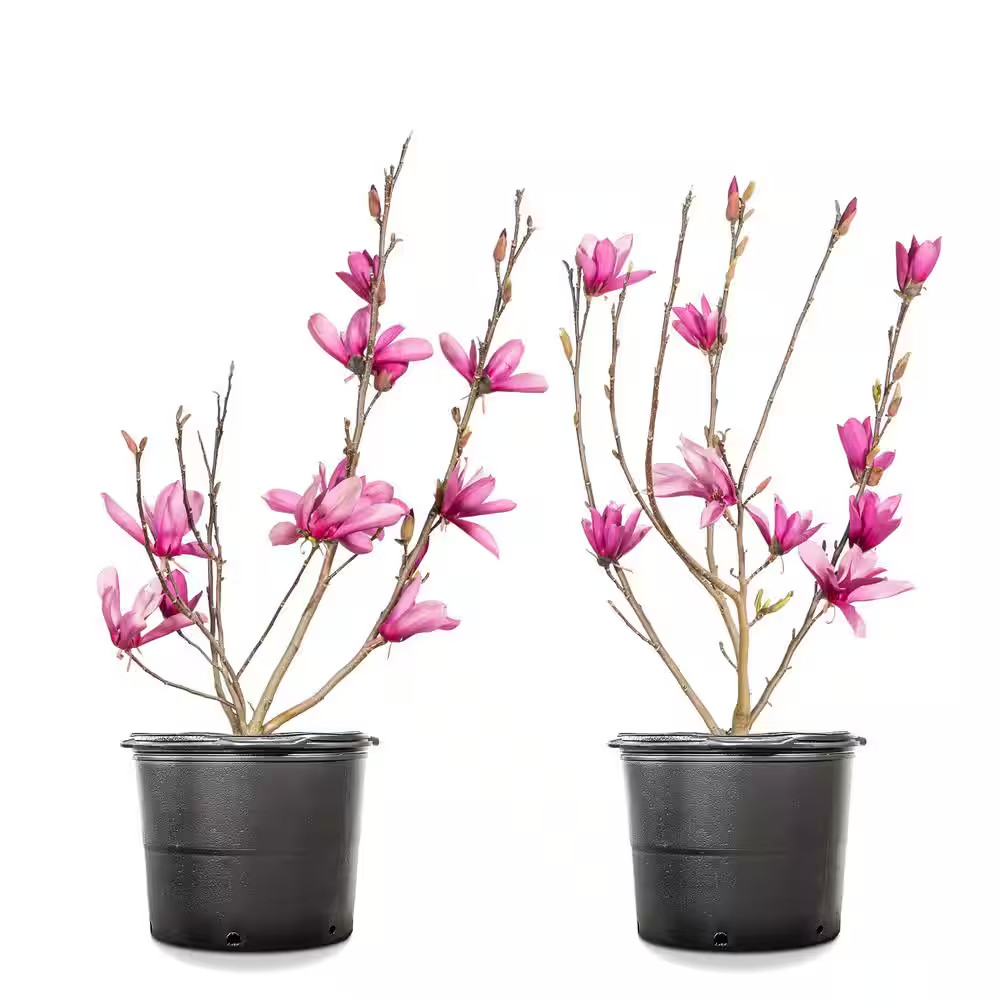 1 Gal. Ann Magnolia (2-Pack)