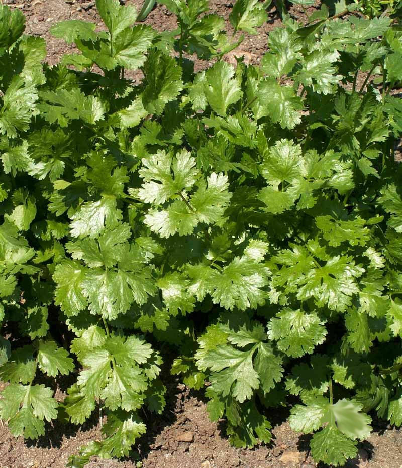 1oz CILANTRO Seeds CORIANDER Heirloom Herb Culinary (Approx 5000 Seeds)