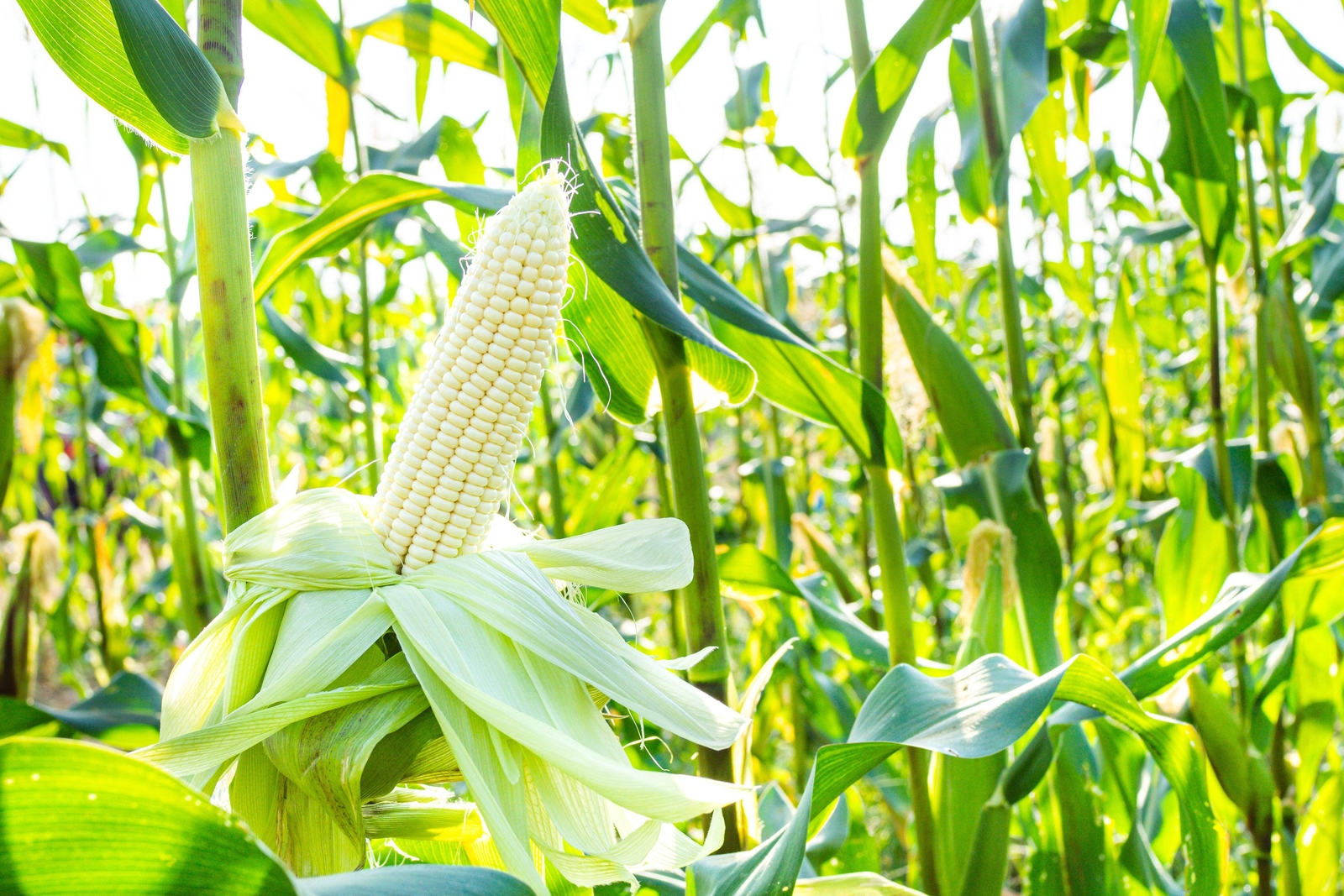 100 COUNTRY GENTLEMAN WHITE CORN Sweet Heirloom Zea Mays Vegetable Seeds *FlatSH