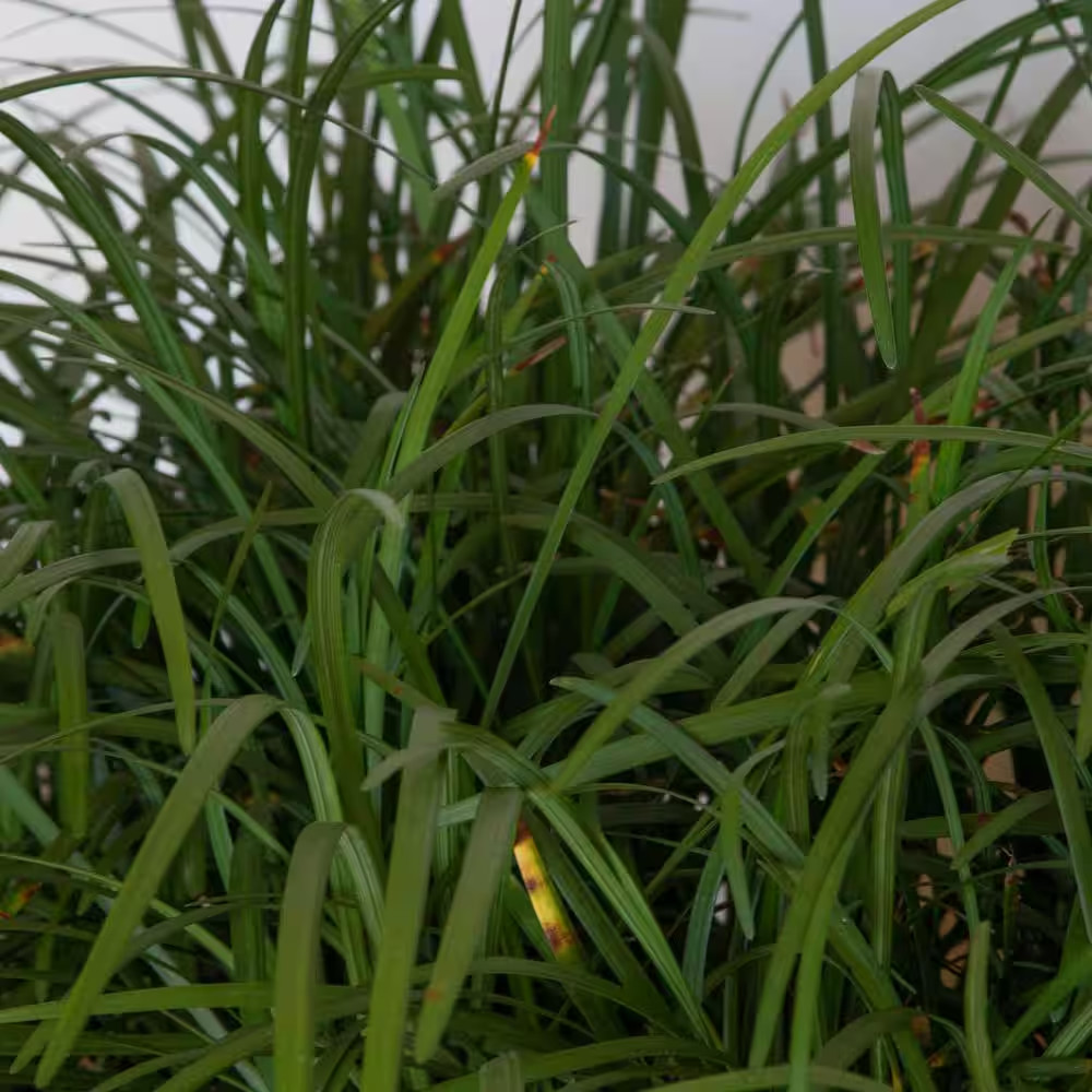 Big Blue Liriope 3 1/4 In. Pots (18-Pack) – Live Groundcover Grass