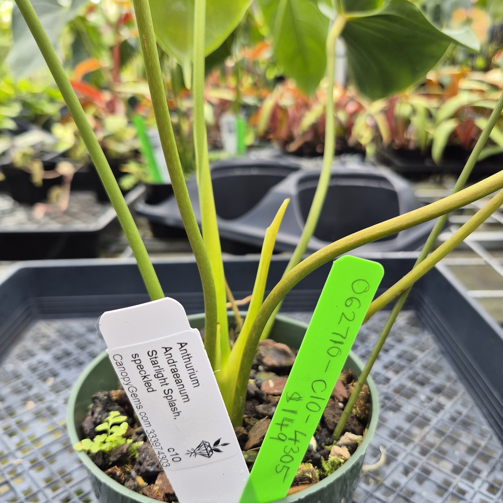 Anthurium Andraeanum Starlight Splash, Exact Plant, Speckled Ships Nationwide