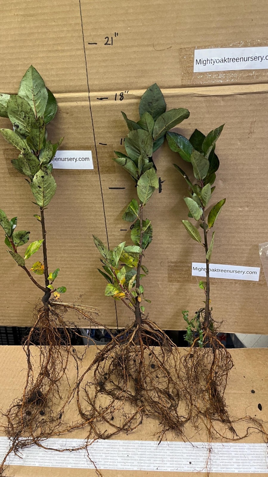 Aronia melanocarpa – Black chokeberry, 2 year old plant 12-18 inches tall