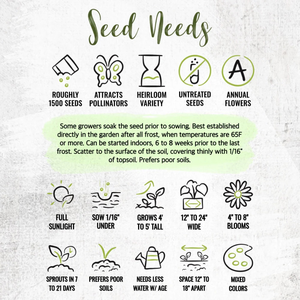 Cleome Seeds For Planting, Spider Mixture (Cleome hassleriana)