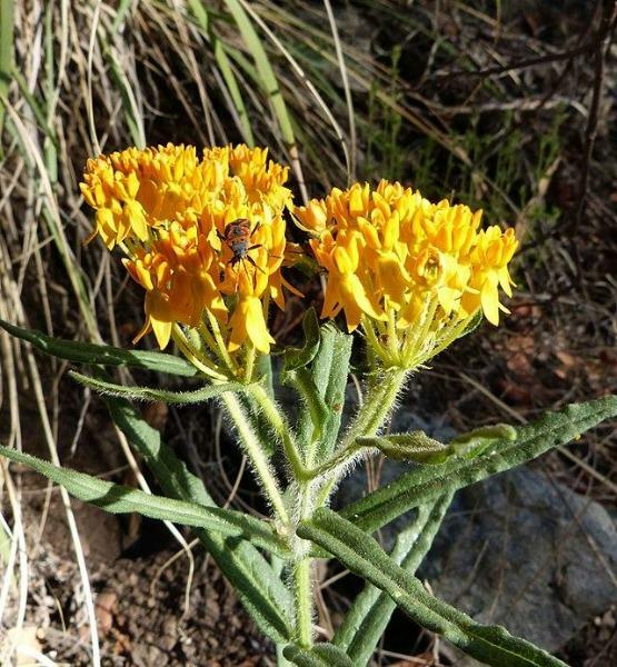 Asclepias tuberosa | Pleurisy Root ‘Hello Yellow’ | 10 Seeds