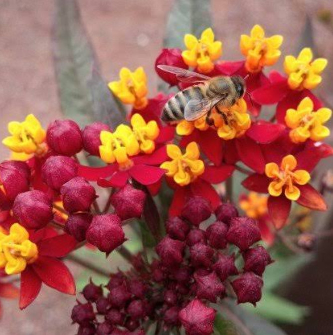 Deep Red Milkweed Plant – 3-8″ Tall – Perennial for Monarch Butterfly & Pollinat
