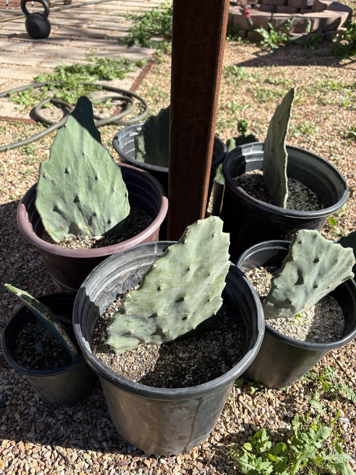 Opuntia Gomei Cactus Pads MEDIUM 5-9″ – Prickly Pear, Old Mexico, Nopal