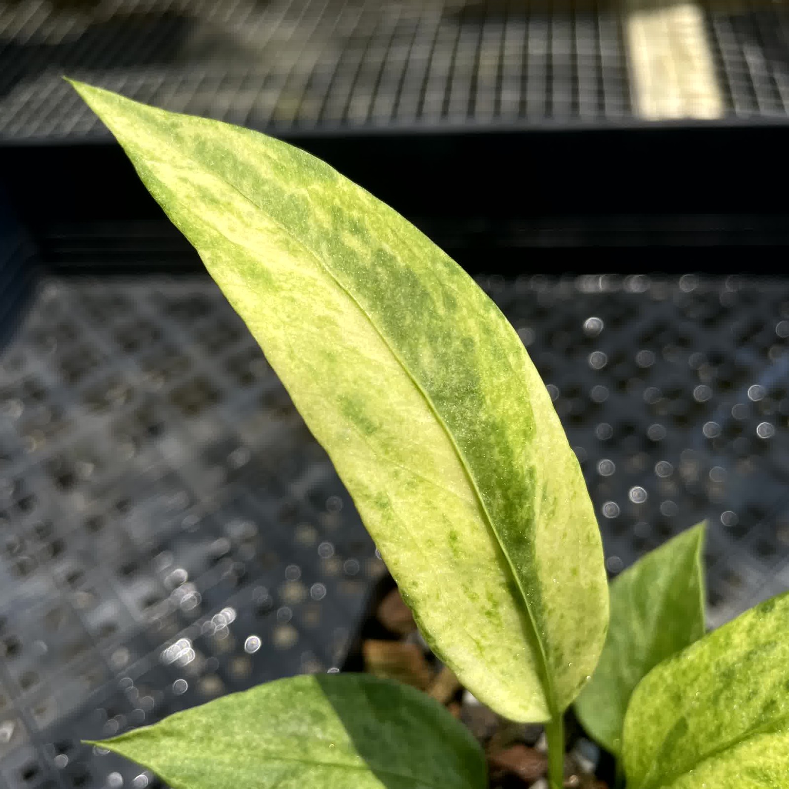 Anthurium Vittarifolium Variegated 2.5″ pot, Fedex 2day*