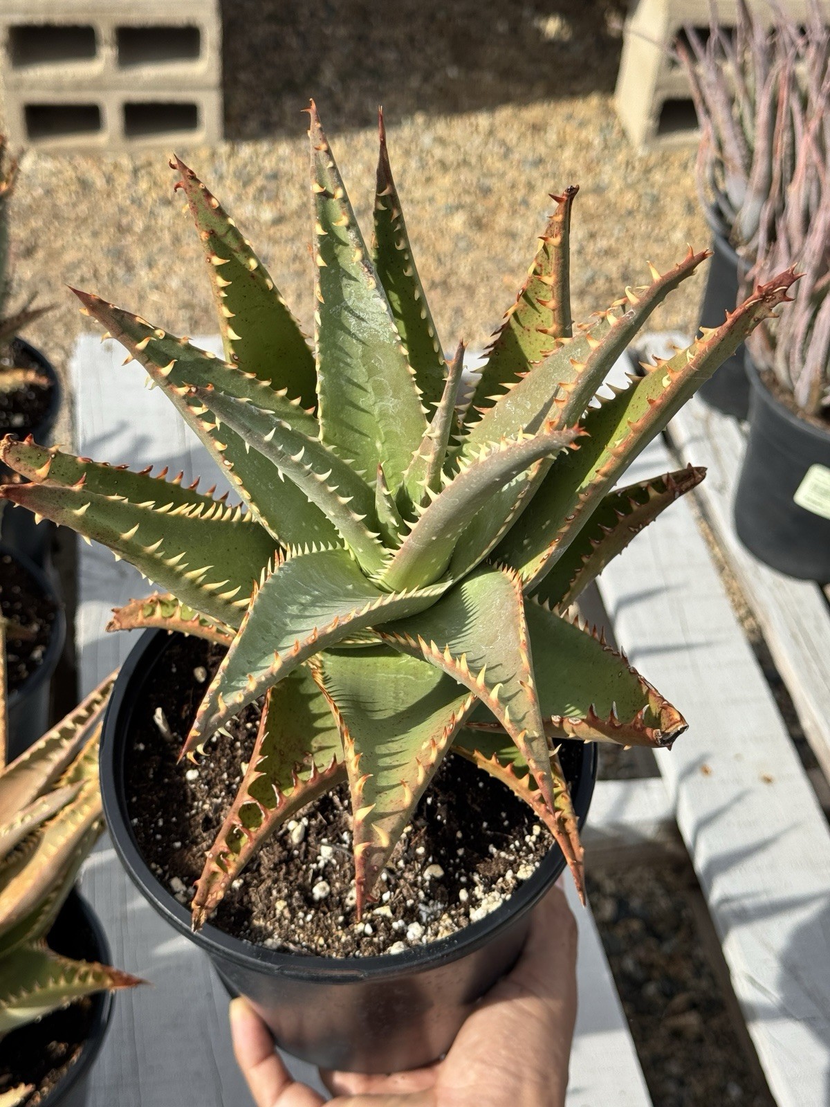 Aloe Allosaurus- 1 Gallon Pot