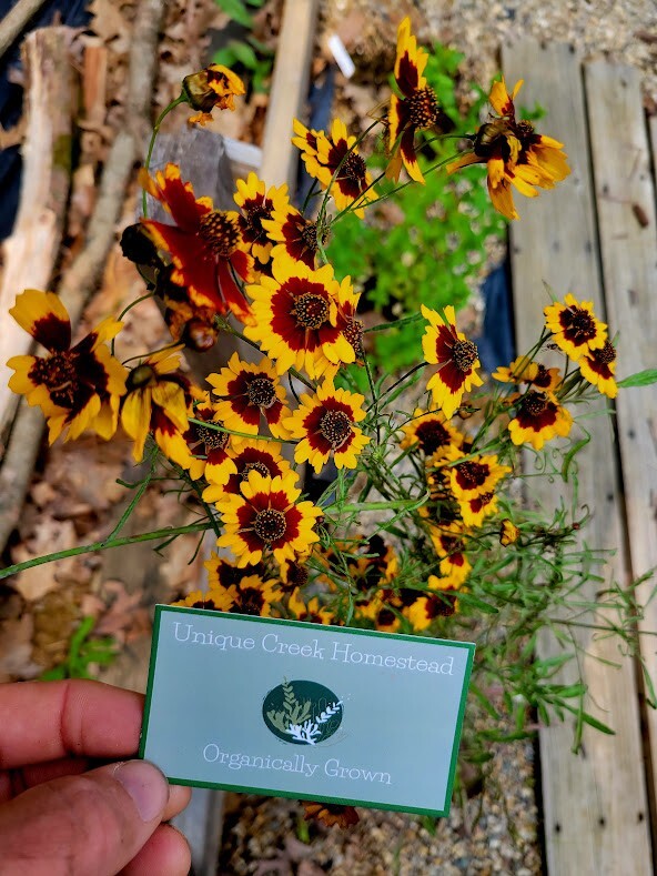 Plains Coreopsis Seeds Organic At Unique Creek Homestead Certified