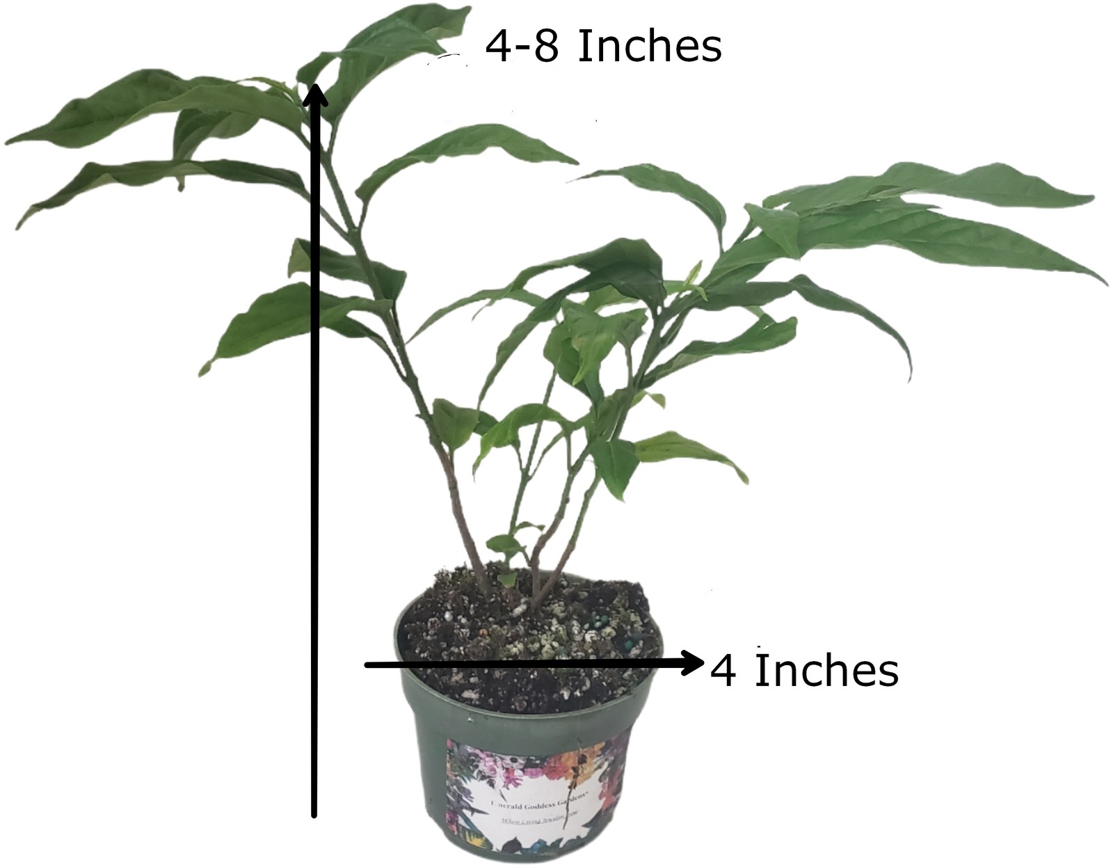 LIGHT BULBS Tropical Plant Chains of Glory Unusual White Flowers Clerodendrum