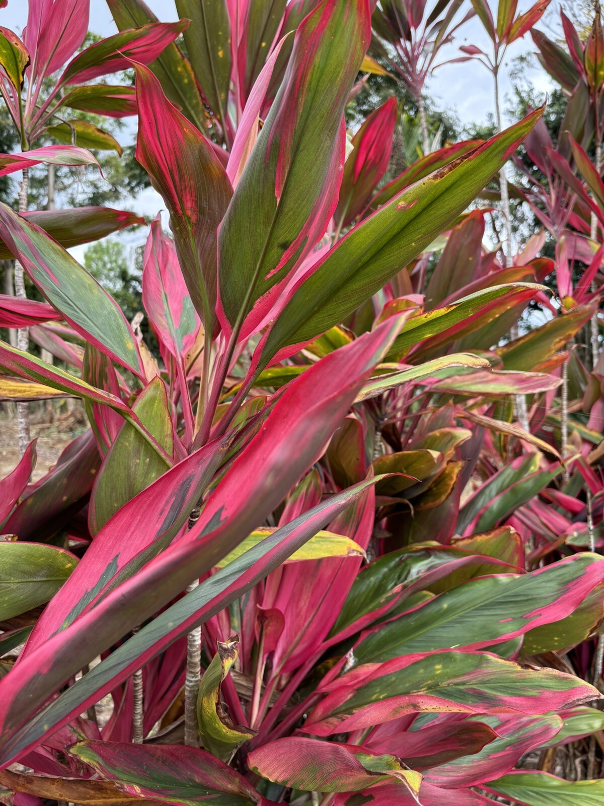 Hawaiian Green/Red Hybrid Ti Leaf Fresh Cuttings 6″ Starters 6 Logs