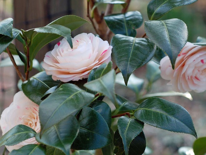 ( 1 ) – April Dawn Camellia Japonica – Starter Plant ( LG ) ( 1 live plant )