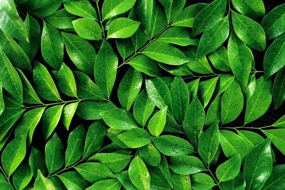 6 Tea Plant Seeds for Planting – Camellia Sinensis Herb