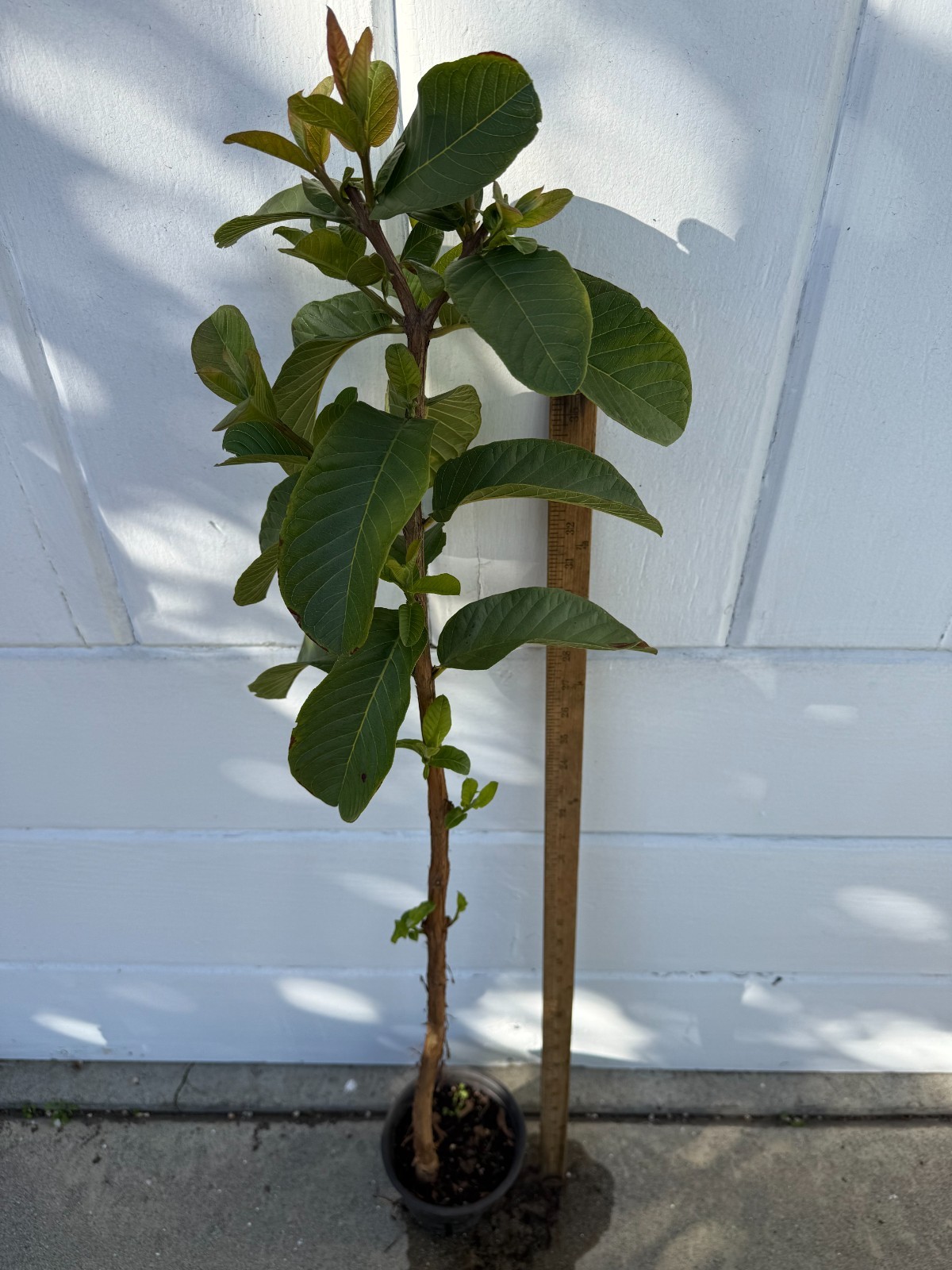 1 Snow White Tropical Guava Fruit Tree Psidium Guajava Starter Tree App. 40″