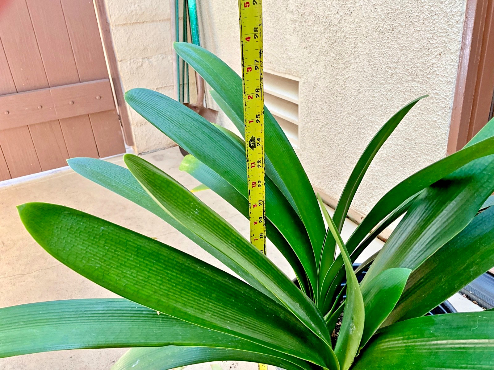 2 Large Mature, Yellow Clivia Miniata Bush Lily Plants, 13 Leaves Each Plant