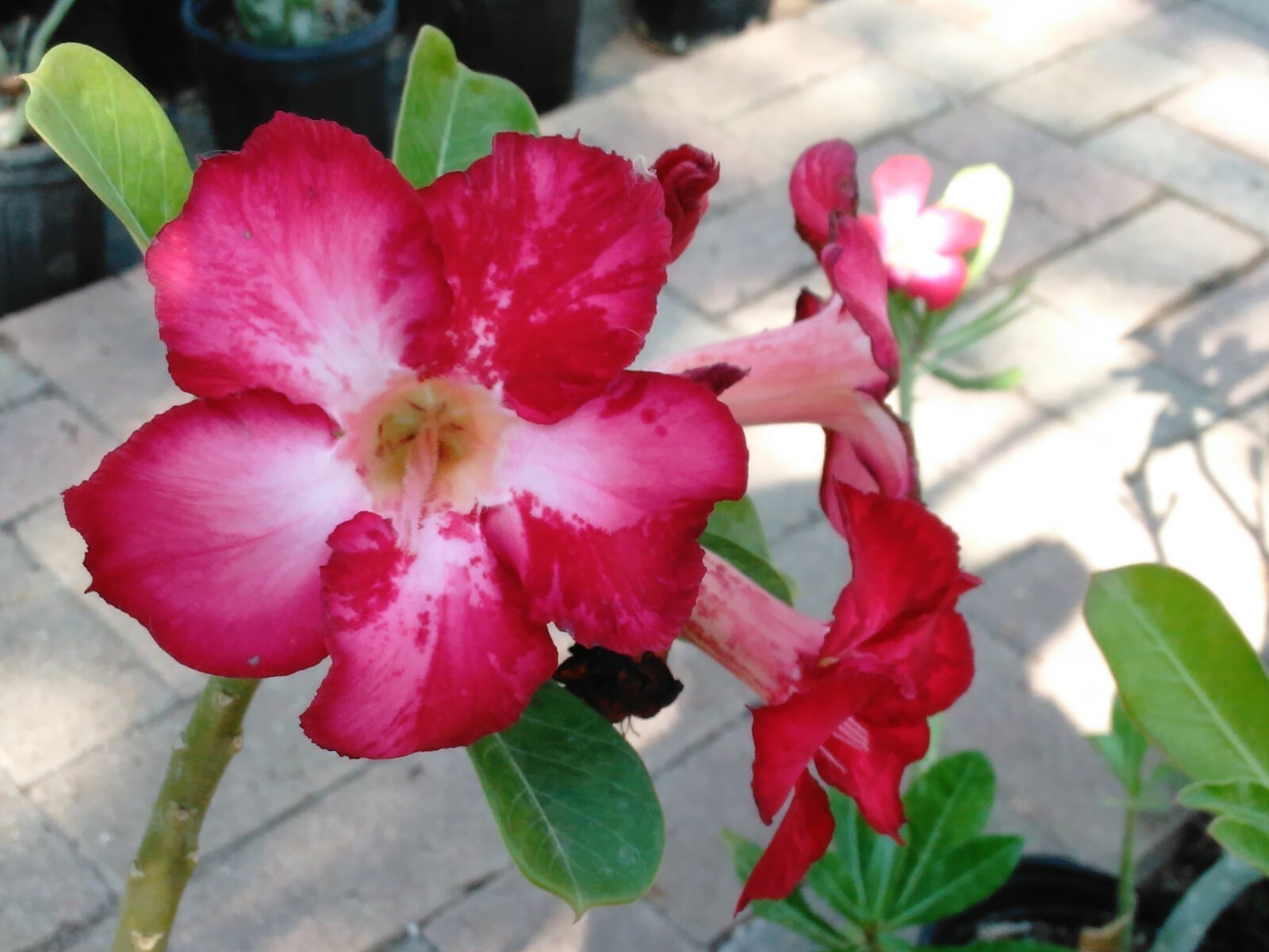 100+ Adenium Obesum desert rose seeds Rosa Del Desierto US SELLER