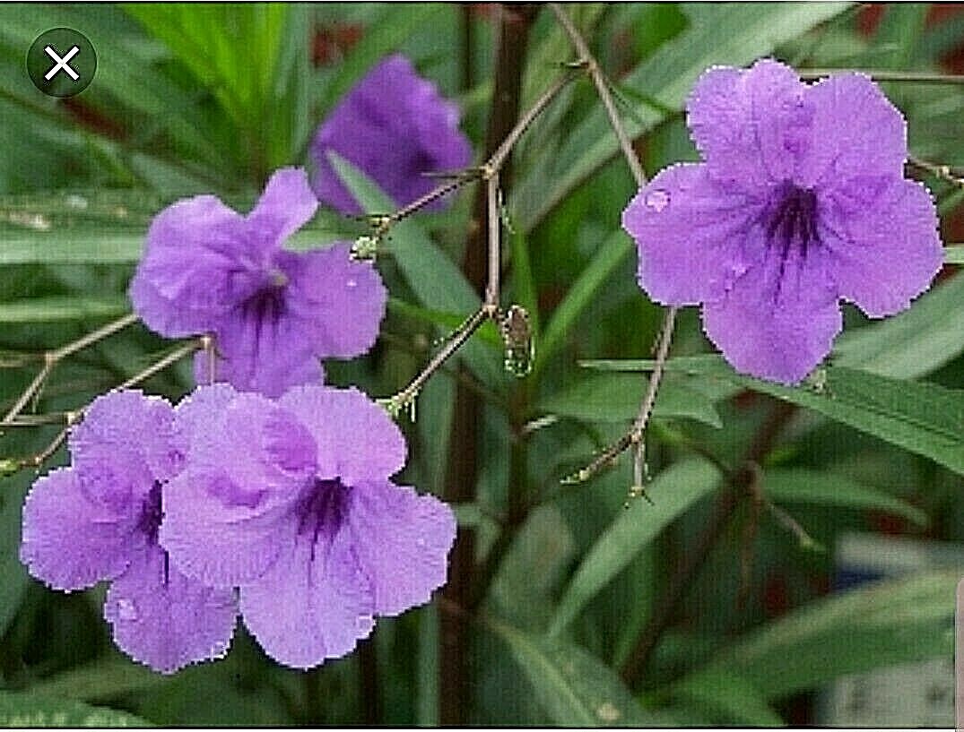 MEXICAN PETUNIA 10 Cuttings, Perennial, Attracts Butterflies, Hummingbirds