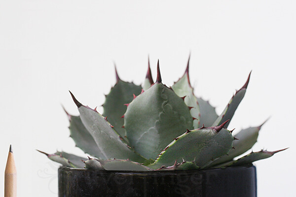 Agave parryi var. PARRYI 4-5″ GENUINE Round Artichoke Agave Live Plant Not Seeds