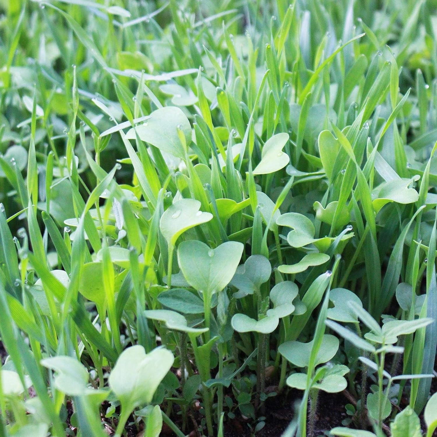 Mountain Valley Seed Co No-Till Garden Farm and Cover Crop Mix Seeds 5 Lbs