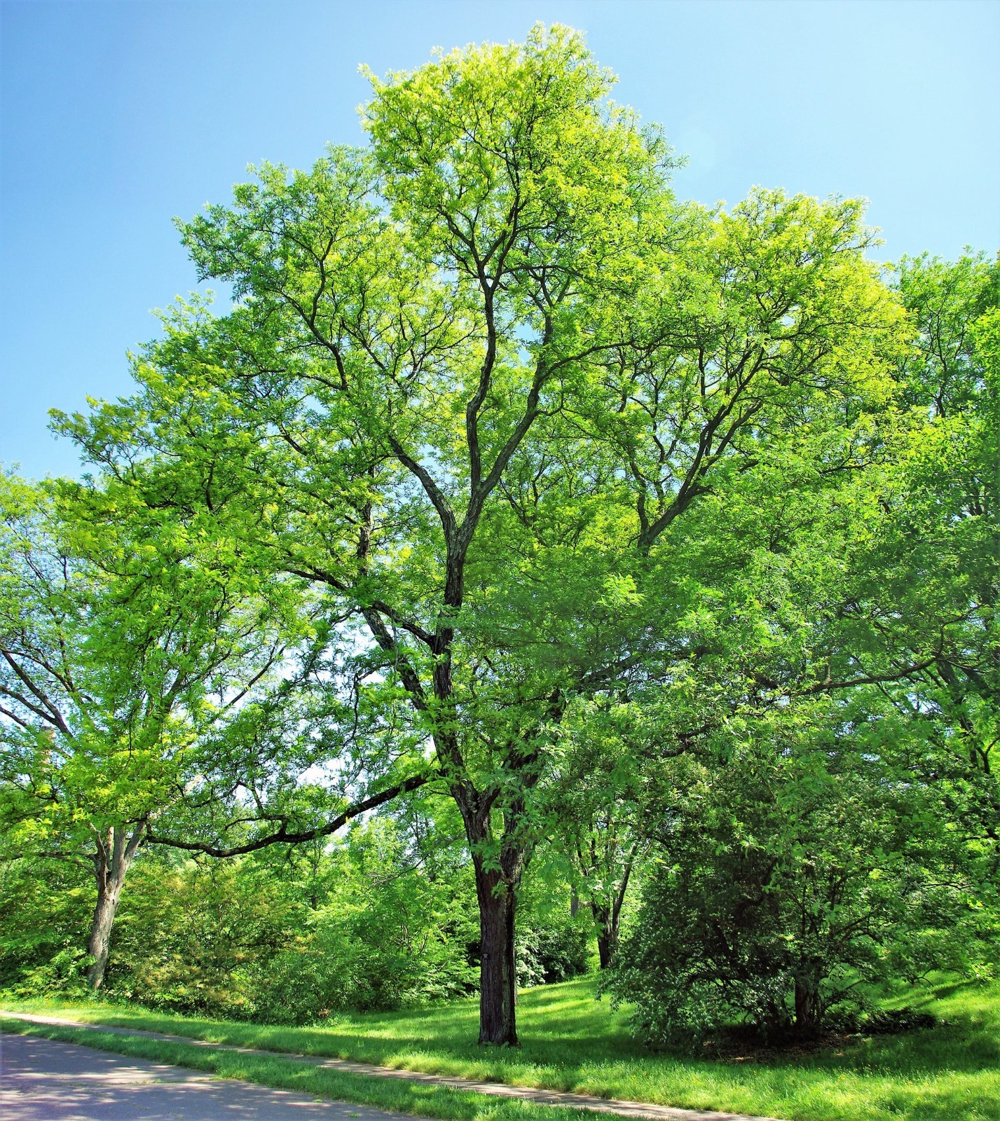1 Thornless Honeylocust Tree 12-24″ Gleditsia triacanthos inermis Bare Root