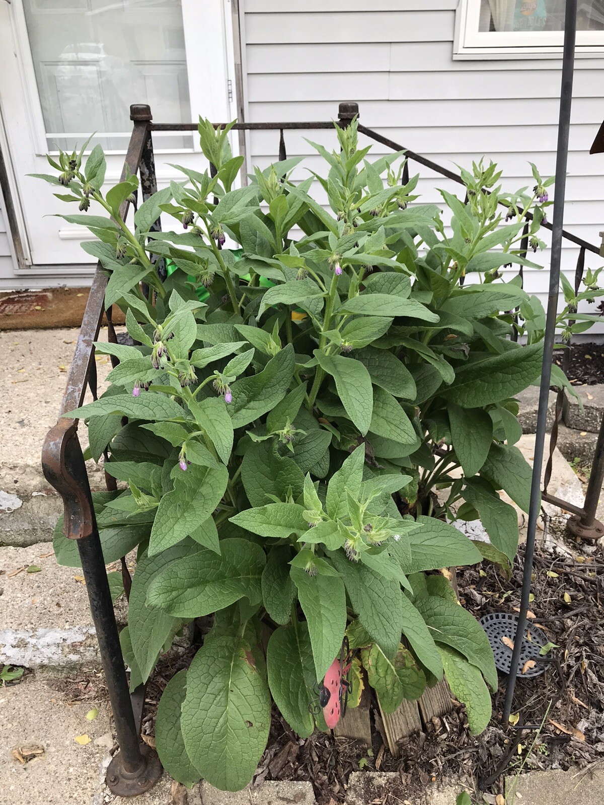 12 (1/2″ to 1″ Long) Comfrey (bocking 14) Root Cuttings
