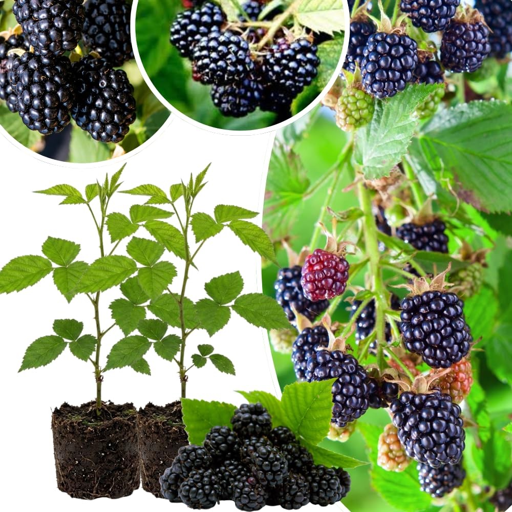 2 Ouachita BlackBerry Plants Live, 4-8 Inch Height, BlackBerry Bush Live Plant