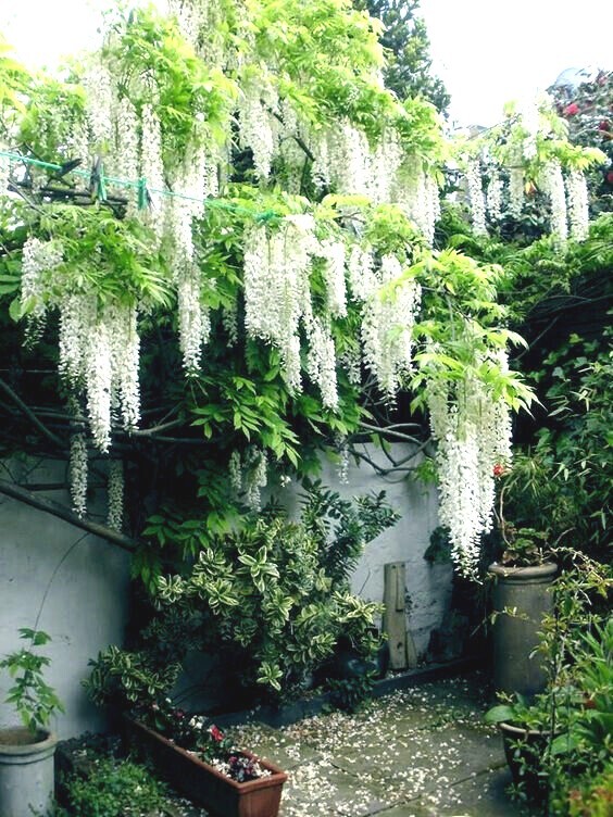 White Wisteria floribunda Alba Tree Seeds Climbing Flower Vine Plant Rare Hardy