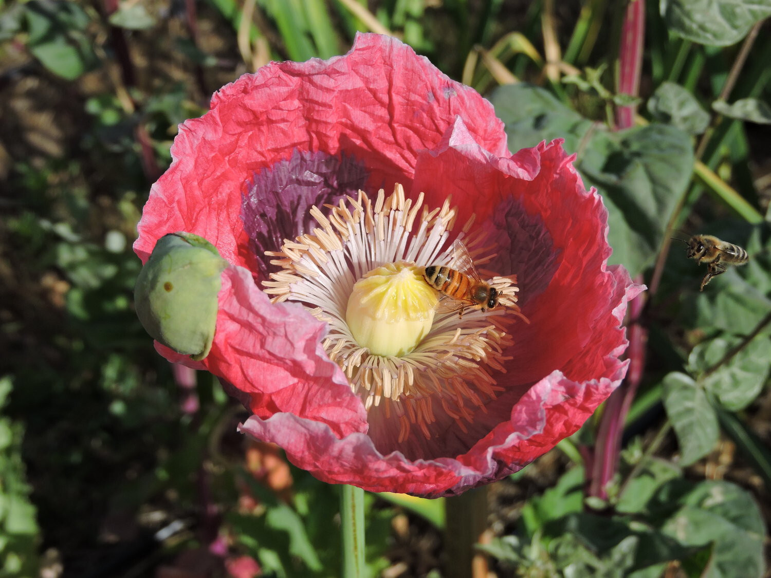 1,000 Qis Bowling Ball Poppy Seeds – The Largest P. Somniferum Poppy Fresh Seeds