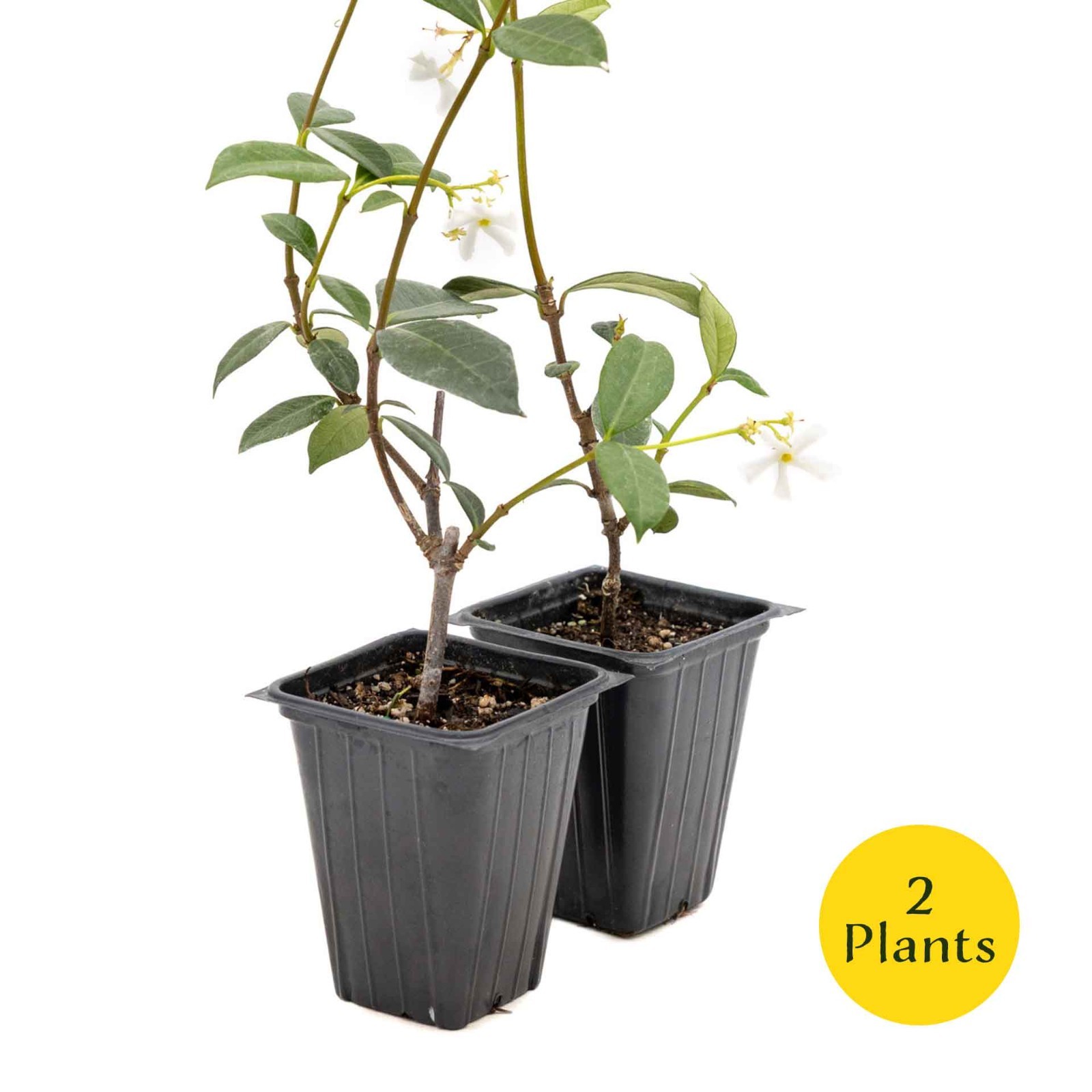 2 Star Jasmine Plants in 3.5” Cubes | Fragrant Evergreen Vine (Trachelospermum)