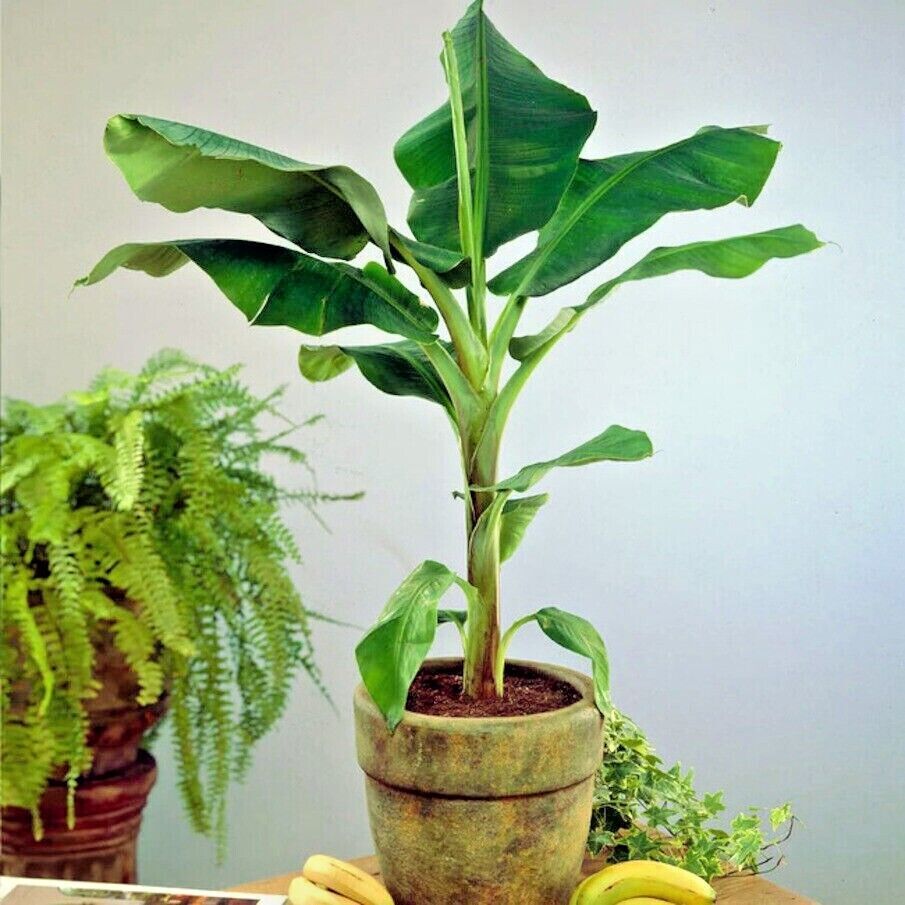 10 “DWARF” Cavendish BANANA Tree Seeds Musa acuminata Hardy Tropical Fruit Plant
