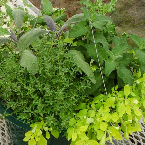 Live Herb Plants, Well-rooted Plugs Well-rooted Starter Plants For SALE