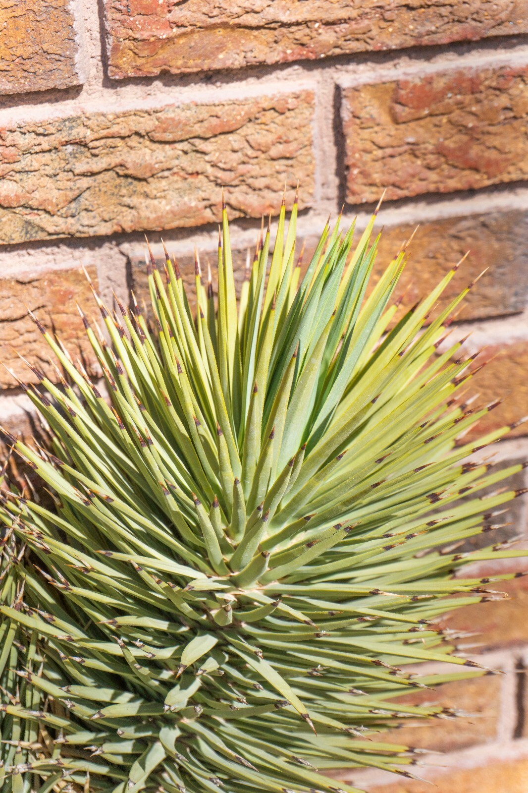 3FT DOUBLE, JOSHUA TREE,PLANT, LEGALLY HARVESTED & TAGGED, YUCCA BREVIFOLIA
