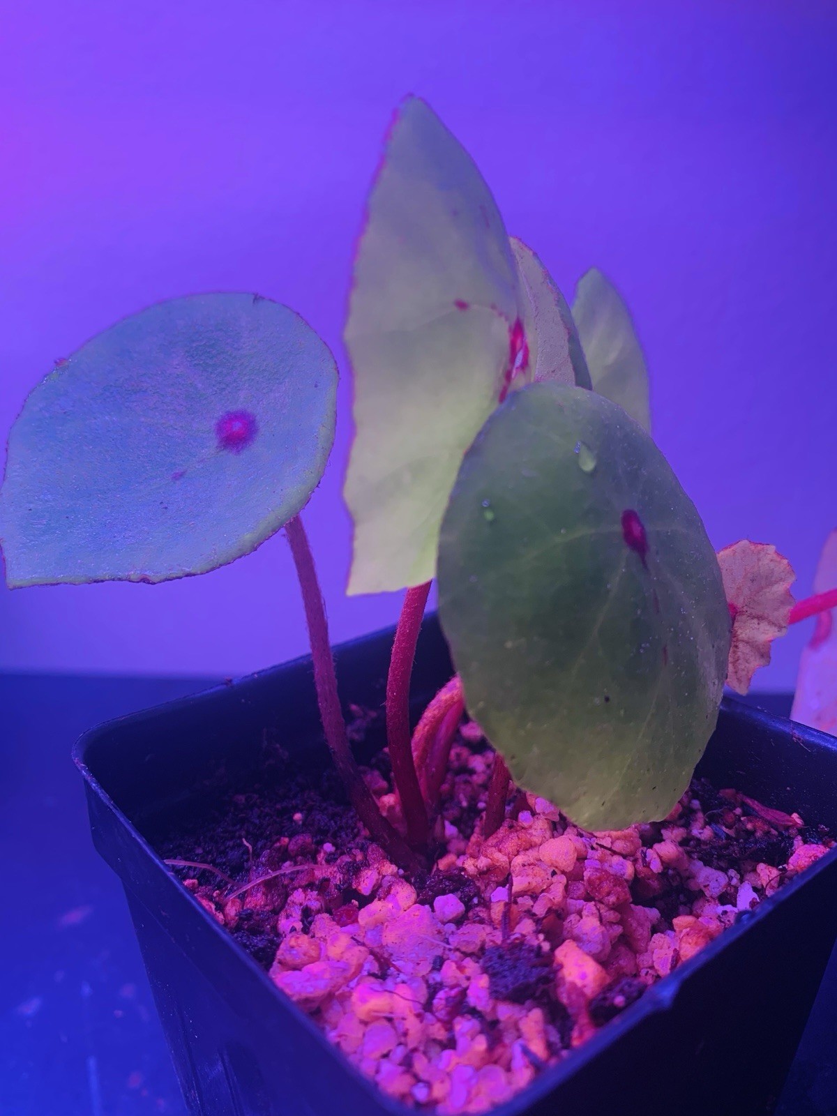 Very rare Begonia Conchifolia “Ruby Red” Live Plant potted