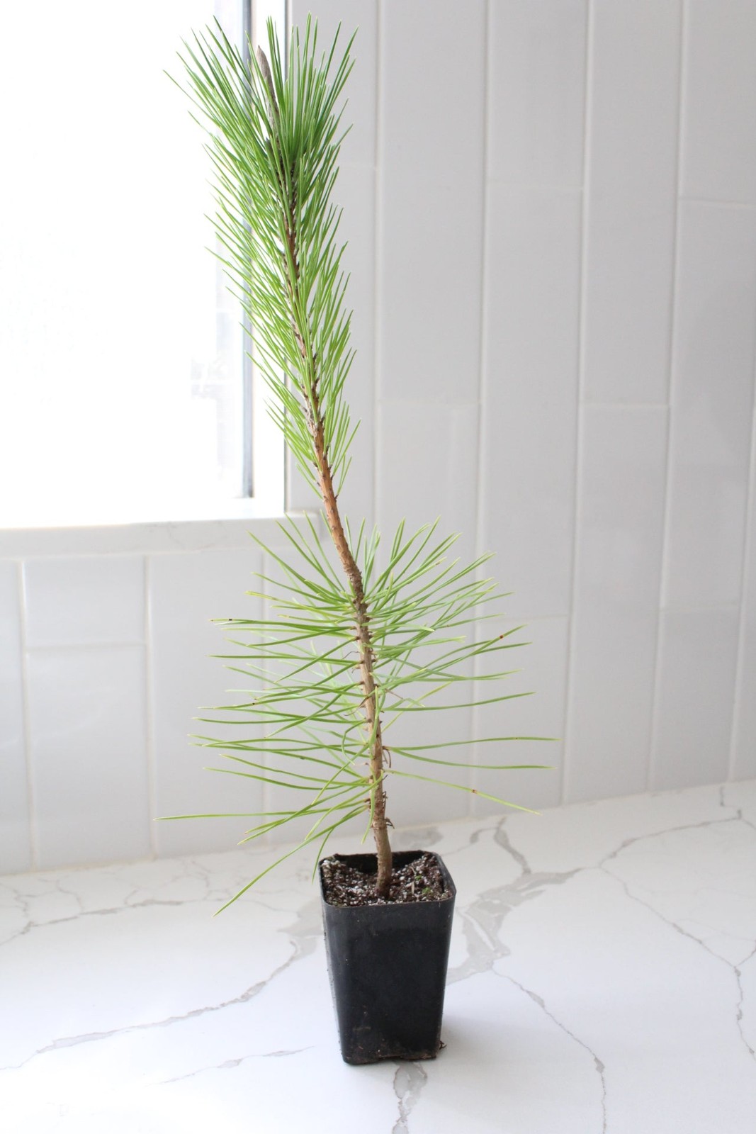 Japanese Black Pine Bonsai, 2 Inch Pot, Live Tree Starter, Beginner Friendly