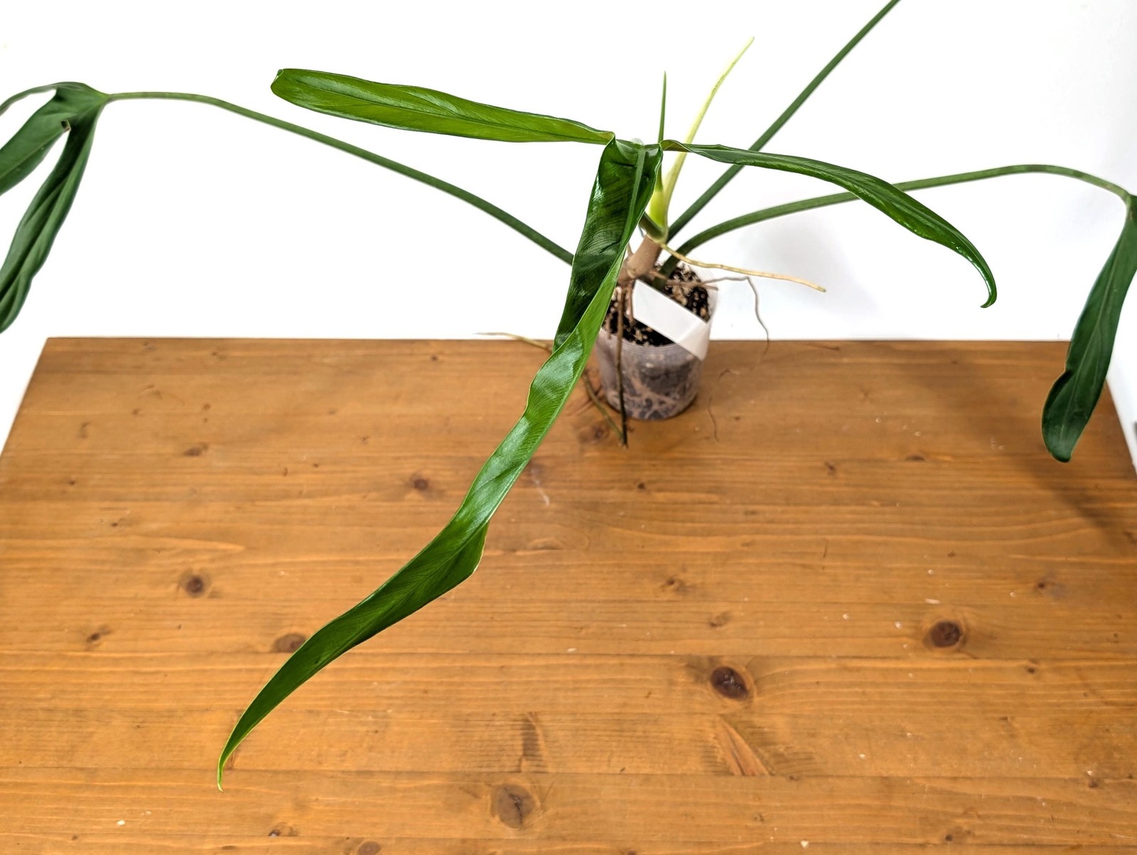 Philodendron Paloraense – Mature