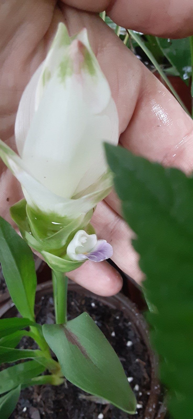 1 White Siam Tulip Ginger Starter Plant- READ LISTING