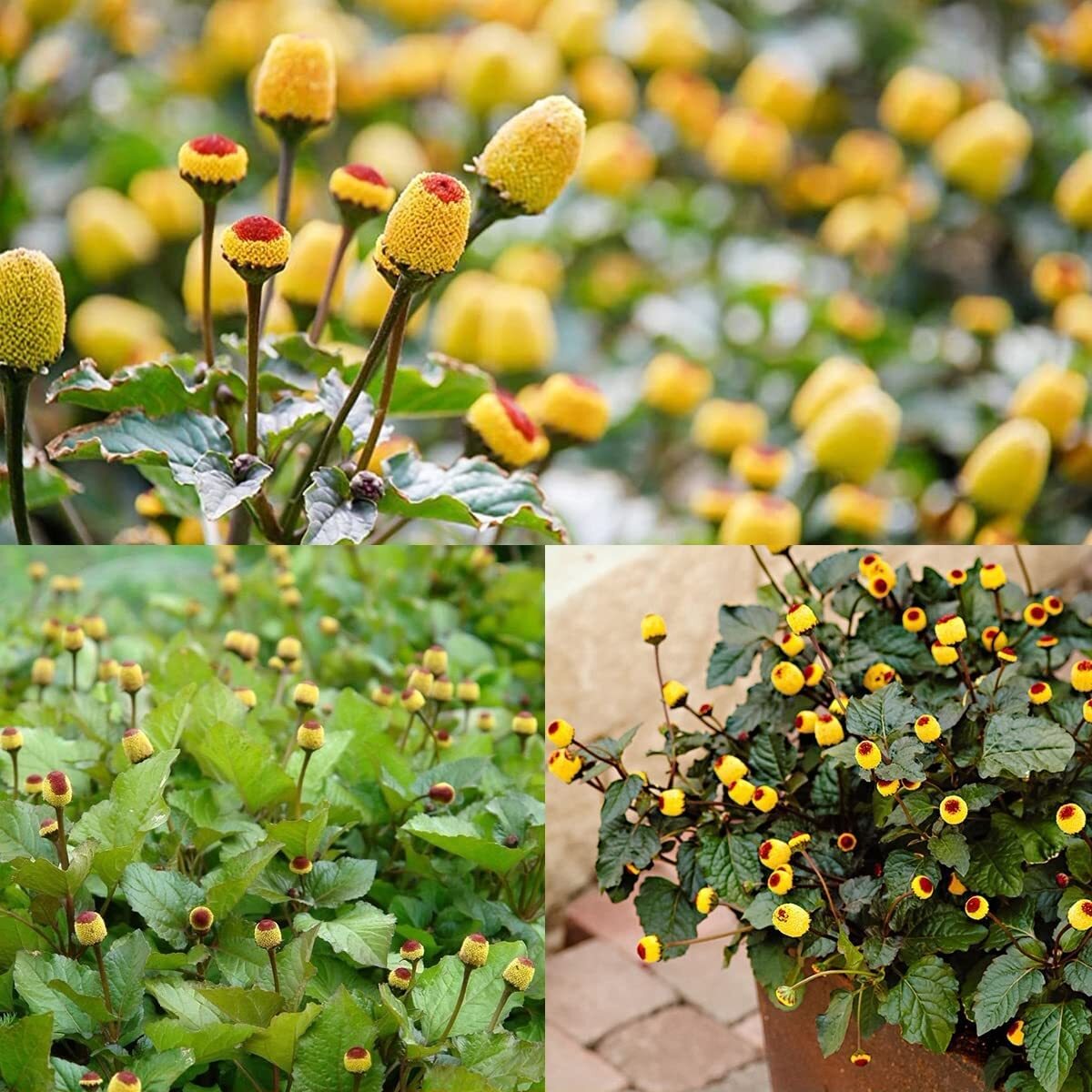 220+ Toothache Plant Seeds for Planting | Electric Daisy Seeds | Acmella Olerace