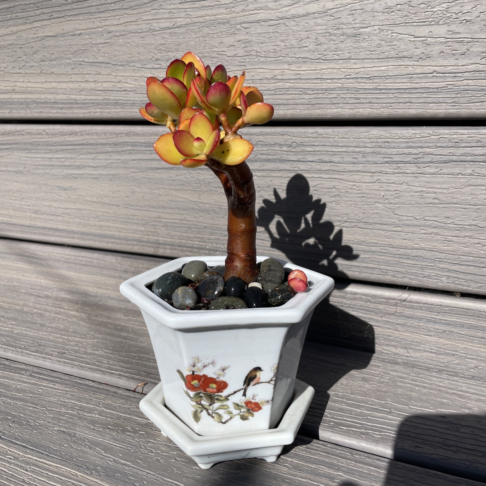 RARE RED AKAI Jade Succulent Crassula Ovata Plant Bare Rooted Bonsai Tree 6-8”