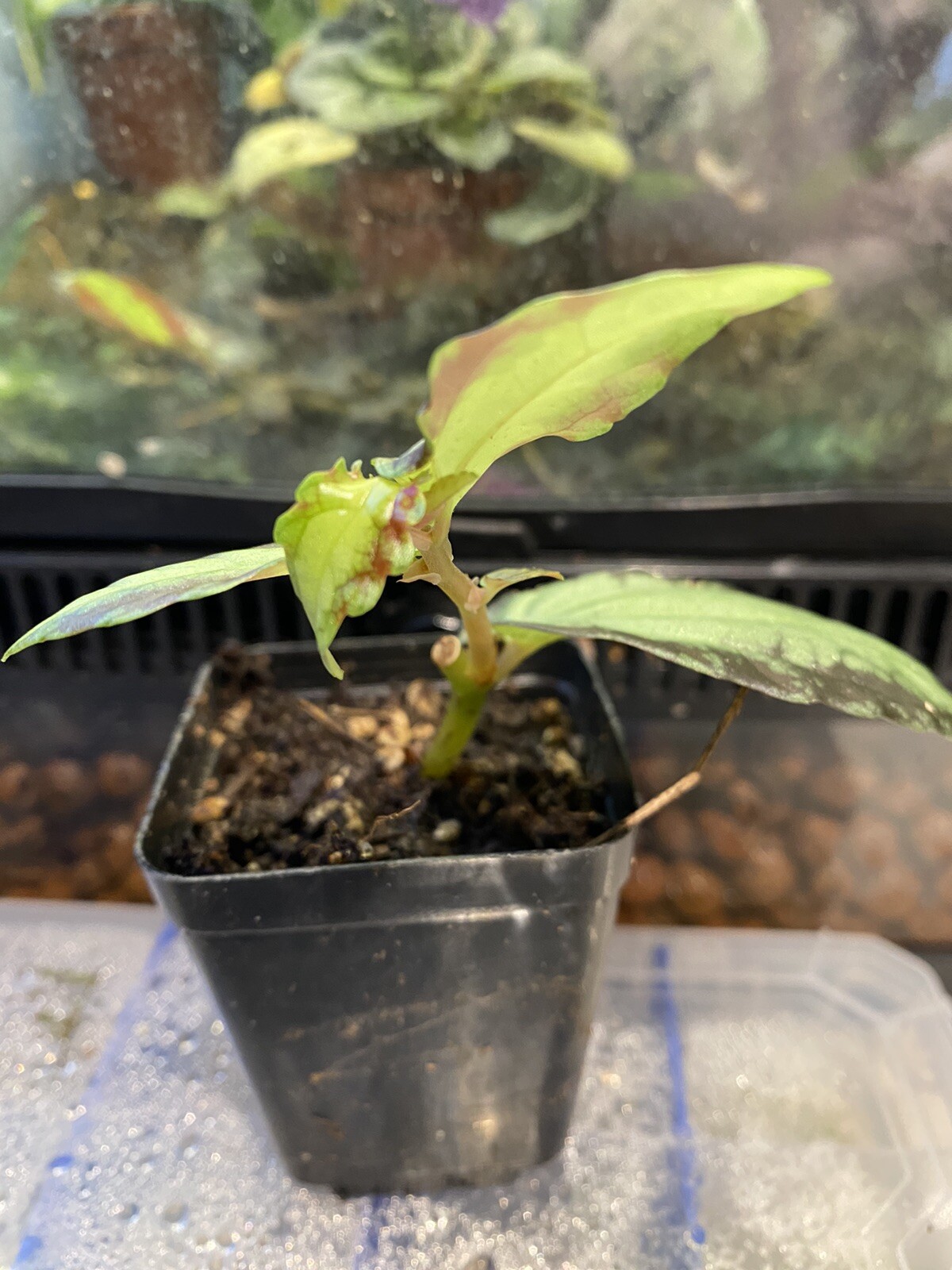 Begonia Watermelon pellionia Repens plant’s