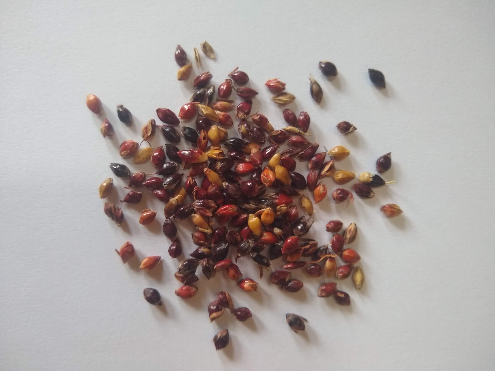 Broom Corn Seed ~ (Sorghum bicolor) ~ Heirloom ~ Multicolor ~