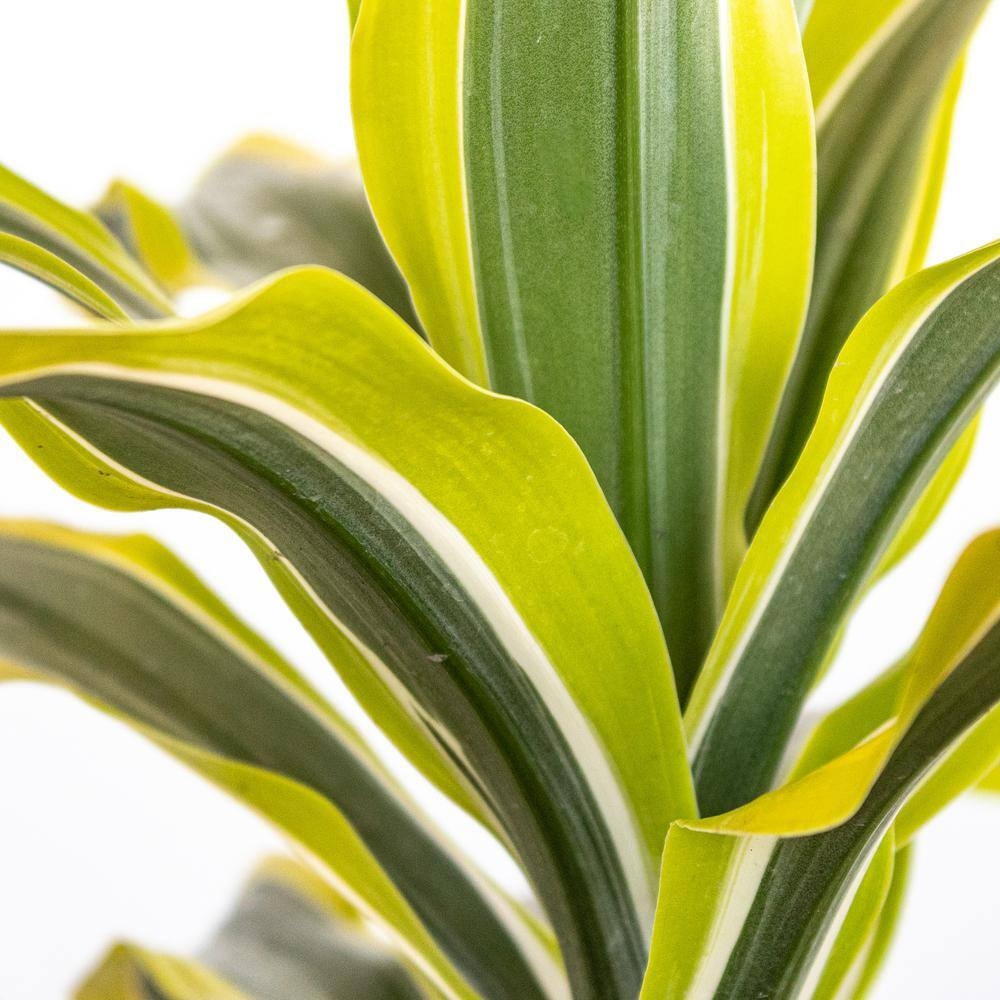 Live Dracaena Lemon Lime Bush in 10 In. White Decor Pot