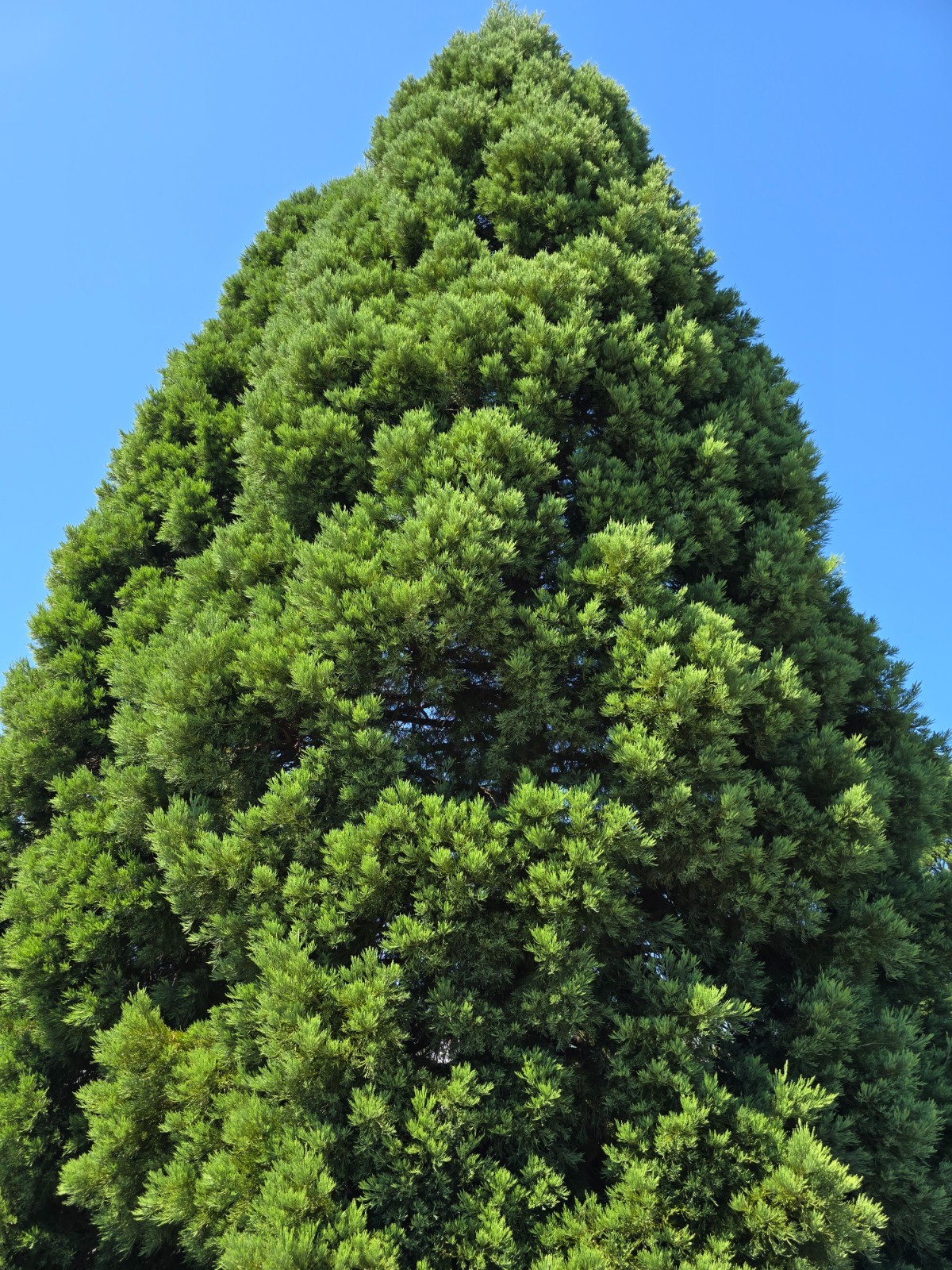 Giant Sequoia from Oregon- Sequoiadendron giganteum large 22-24″