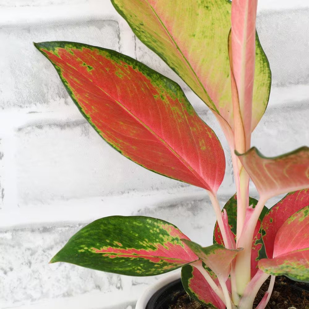 4.25 In. Red Chinese Evergreen Aglaonema China Red Live House Plant in Grower Po