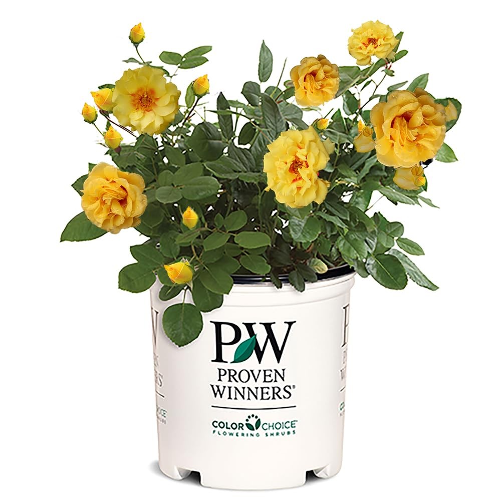 Proven Winners 2 Gal. Rise Up Ringo Climbing Rose Shrub