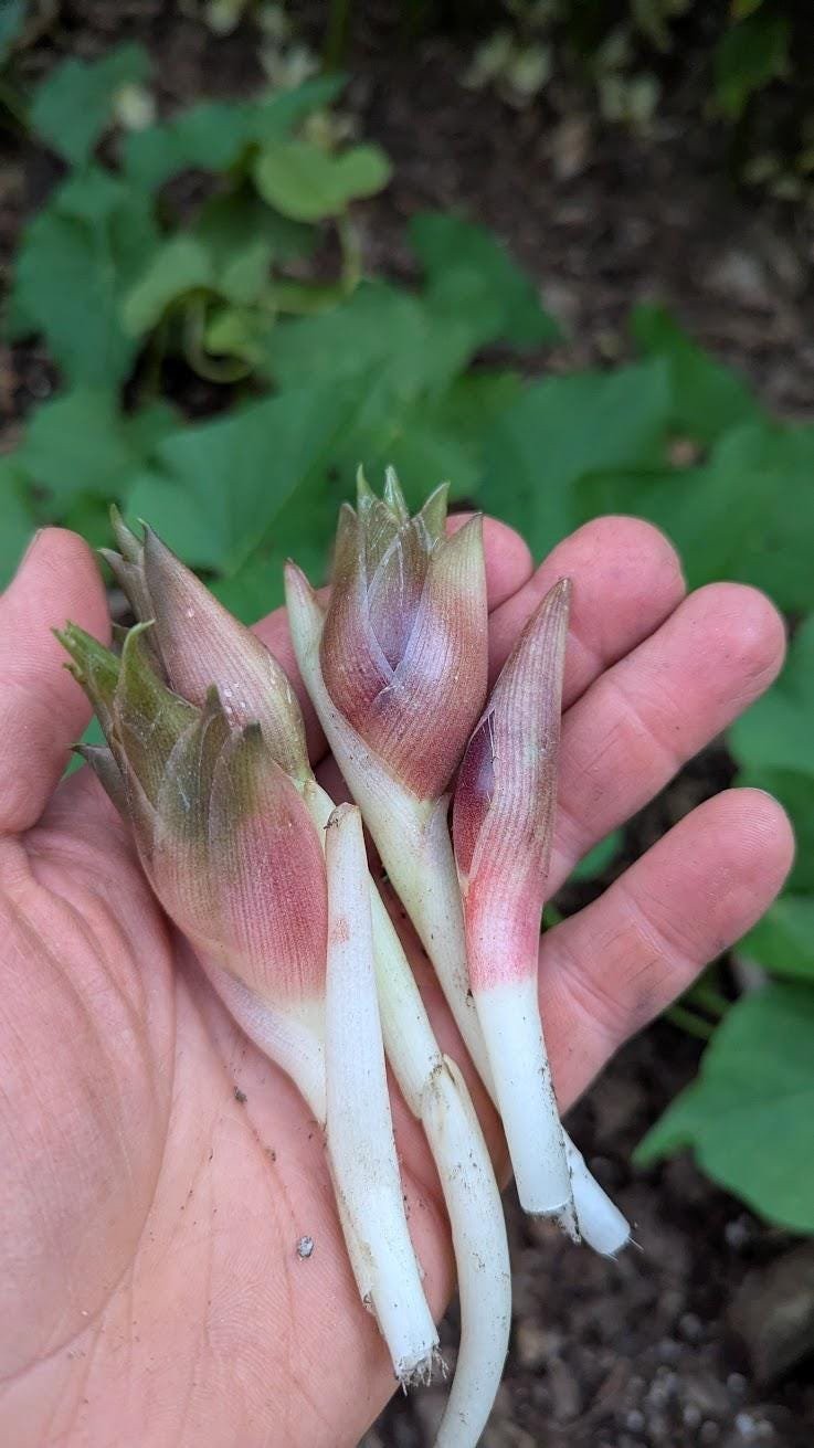 Myoga Ginger Live Roots, Cold Hardy Young Plants (Zone 5b)