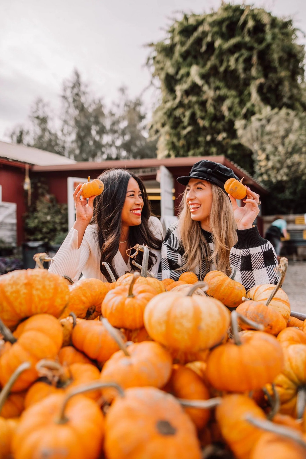 Jack-Be-Little and Wee-B-Little Mix Pumpkin Seeds | Mini Orange Untreated 2024