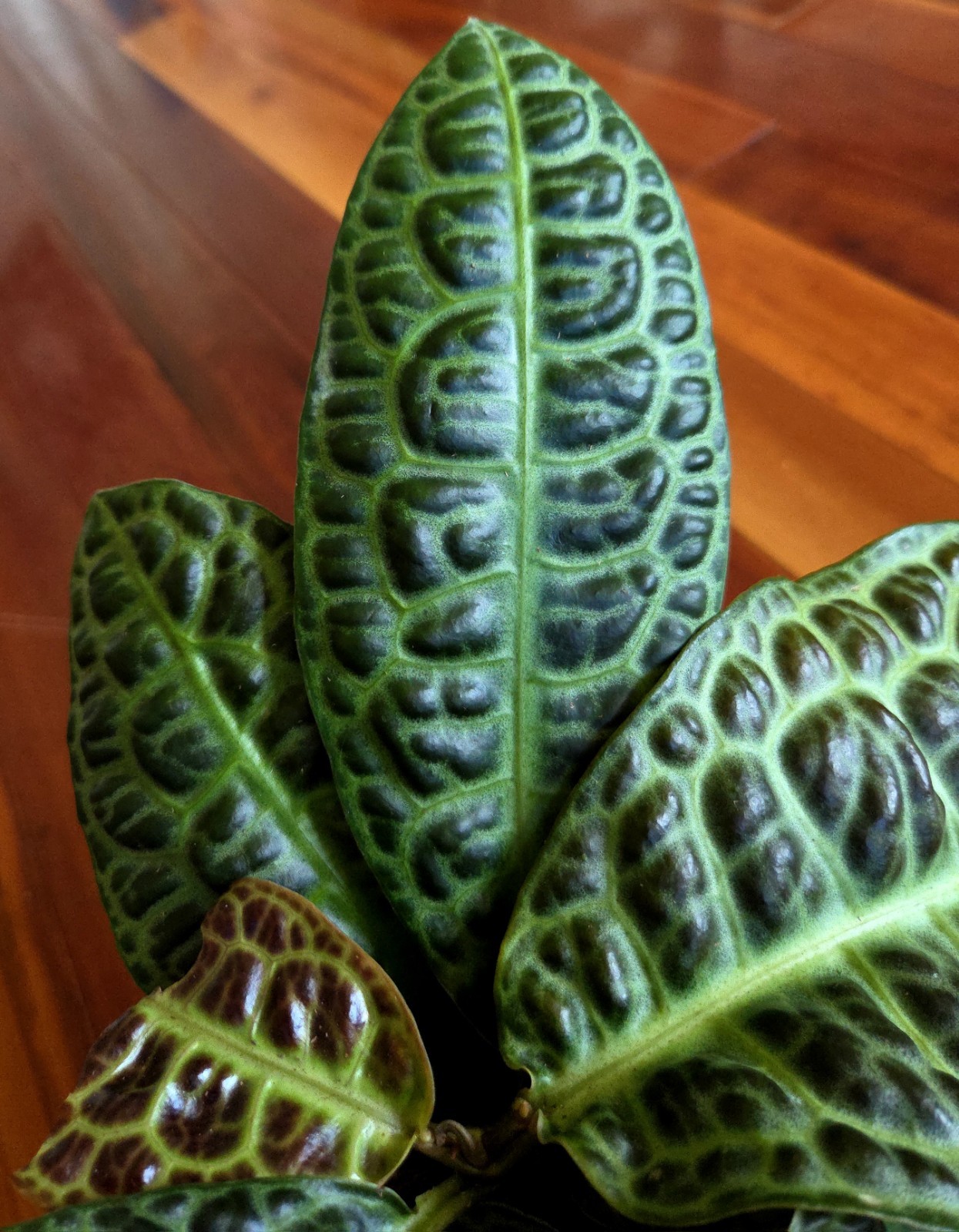 Rare Labisia Kura Kura 14″ Tall 2 Plants Aroid Not Philodendron Monstera